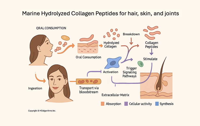 Illustration showing how marine hydrolyzed collagen peptides benefit hair, skin, and joints. The diagram begins with a woman ingesting collagen, which is broken down into hydrolyzed collagen and then collagen peptides. These peptides enter the bloodstream, reach the extracellular matrix, and activate cells to trigger signaling pathways. This stimulation promotes collagen synthesis, shown in hair and skin structure. Color coding: orange for absorption, purple for cellular activity, and blue for synthesis. Copyright © MDalgorithms Inc.
