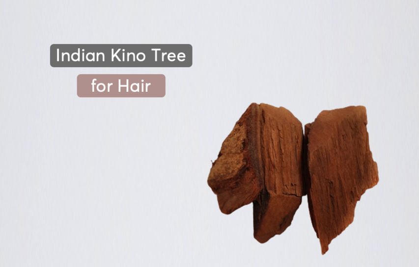 Kinbi Tree Indian Kino Tree for Hair Care | MDhair