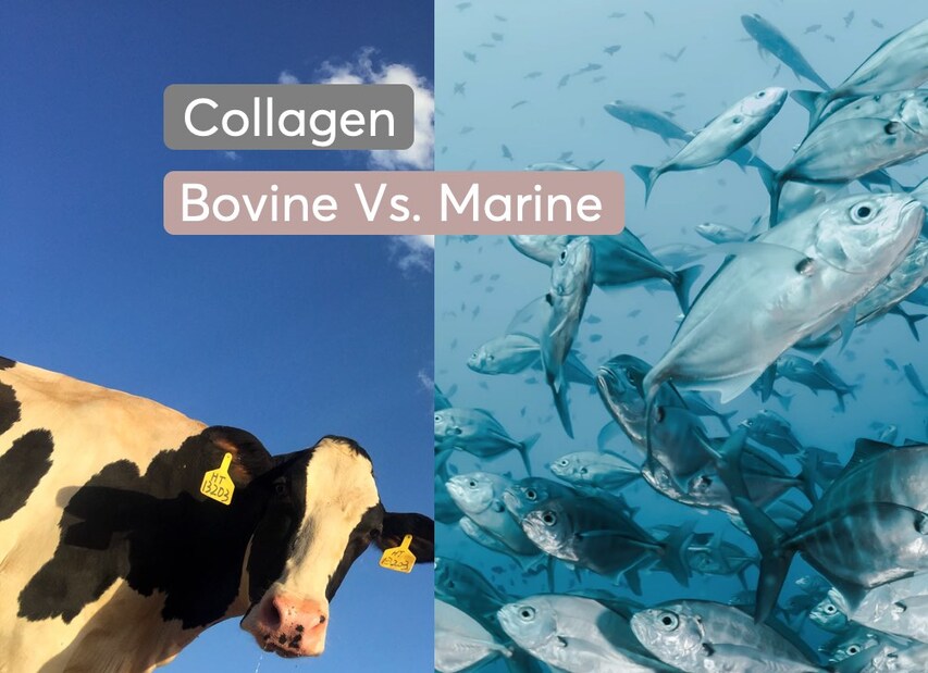 Marine or bovine collagen - which is better? | MDhair